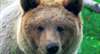 Zweiter Bär im Kanton Graubünden wieder gesichtet