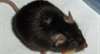 Polizei fängt mit lebender Maus entwichene Kornnatter